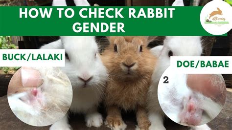 sexing rabbits|How To Tell If A Rabbit Is Male Or Female .